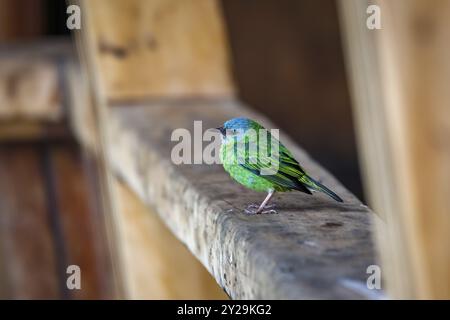 Primo piano di un dacnis blu arroccato su una tavola di legno, Serra da Mantiqueira, Foresta atlantica, Itatiaia, Brasile, sud America Foto Stock