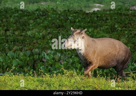 Primo piano di un tapir a piedi lungo una laguna con piante d'acqua alla luce del pomeriggio, Pantanal Wetlands, Mato grosso, Brasile, Sud America Foto Stock