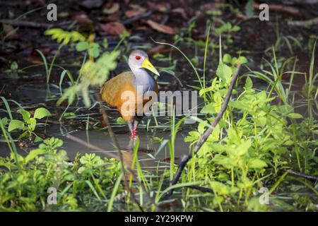 Primo piano di un colorato rotaia in legno dal collo grigio che si forgia in acqua nell'habitat naturale, Pantanal Wetlands, Mato grosso, Brasile, Sud America Foto Stock