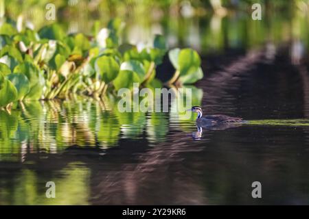 Sungrebe nuota sull'acqua riflettente verso giacinti d'acqua, Pantanal Wetlands, Mato grosso, Brasile, Sud America Foto Stock