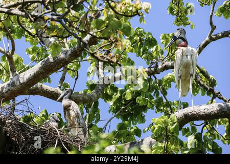 La cicogna di Jabiru guarda il suo giovane nel nido di un albero, Pantanal Wetlands, Mato grosso, Brasile, Sud America Foto Stock