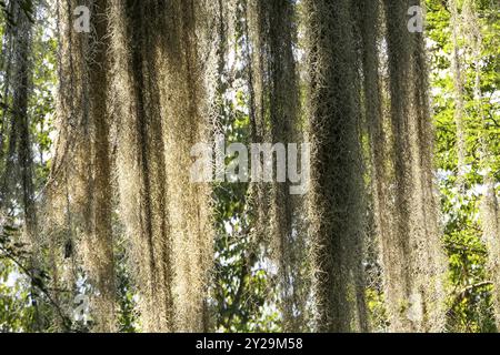 Tenda di muschio spagnolo appeso da un albero contro la luce brillante, Colombia, Sud America Foto Stock