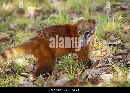 Primo piano di un Coati in habitat naturale, luce e ombra, Pantanal Wetlands, Mato grosso, Brasile, sud America Foto Stock