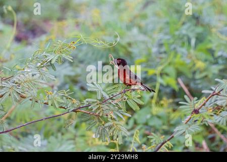 Tanager con becco d'argento su un ramoscello con materiale nido in becco, Pantanal Wetlands, Mato grosso, Brasile, Sud America Foto Stock