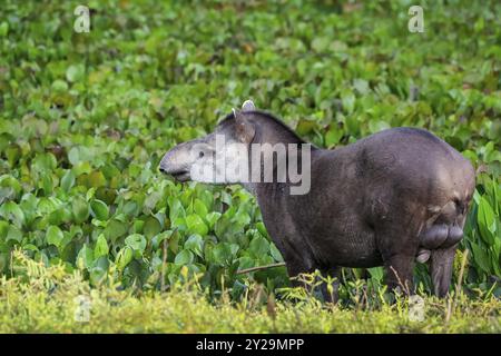 Primo piano di un tapir che cammina lungo una laguna con piante d'acqua al tramonto, Pantanal Wetlands, Mato grosso, Brasile, Sud America Foto Stock