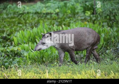 Primo piano di un tapir che cammina lungo una laguna con piante d'acqua al tramonto, Pantanal Wetlands, Mato grosso, Brasile, Sud America Foto Stock