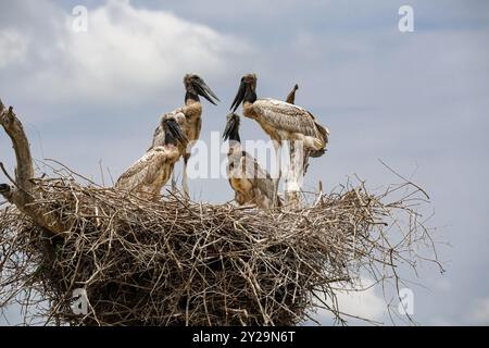 Primo piano di un nido di Jabiru con quattro giovani uccelli in piedi e seduti contro il cielo blu e le nuvole, Pantanal Wetlands, Mato grosso, Brasile, South Amer Foto Stock