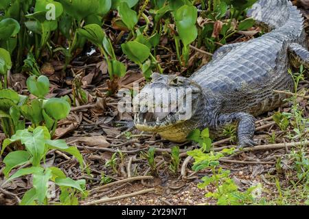 Caiman yacare adagiato a terra in cespugli a bocca aperta, fotocamera rivolta, Pantanal Wetlands, Mato grosso, Brasile, sud America Foto Stock