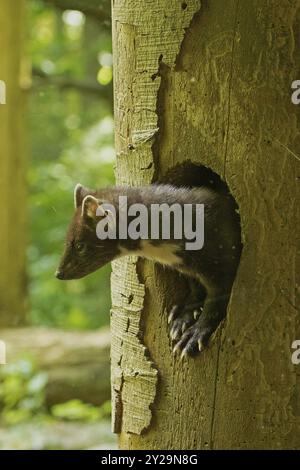 Martora di pino in piedi dalla grotta degli alberi guardando a sinistra Foto Stock