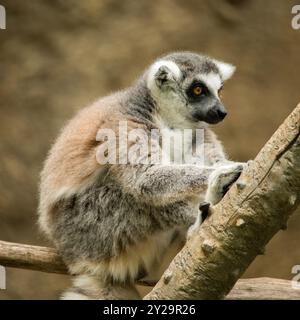 Anello-tailed lemur Foto Stock