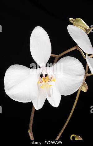 Primo piano di un'orchidea di falena bianca Phalaenopsis Amabilis in fiore, comunemente nota come orchidea della luna o orchidea di mariposa Foto Stock