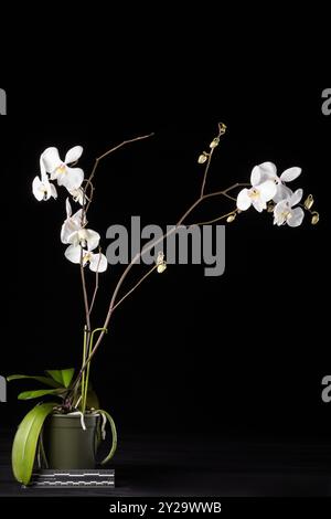 Orchidea della falena bianca in vaso Phalaenopsis Amabilis in fiore, comunemente nota come orchidea della luna o orchidea di mariposa Foto Stock