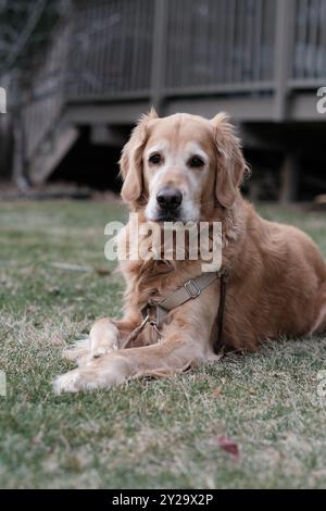 Simpatico cane Golden retriever che giace nel cortile a guardare la macchina fotografica Foto Stock