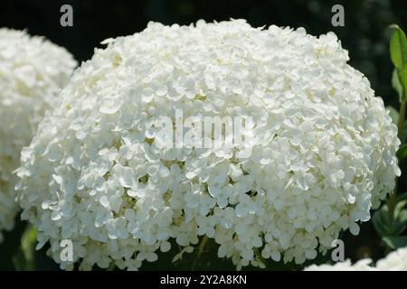 Splendida Hydrangea "Annabelle" bianca e liscia che fiorisce in estate Foto Stock