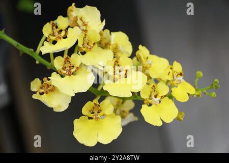 Ammasso giallo di fiori di orchidea Rossioglossum Ampliatum Foto Stock