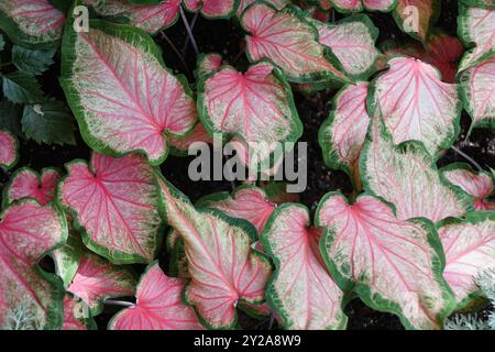 Bellissime foglie rosa e verdi di Candy cane Caladium Foto Stock