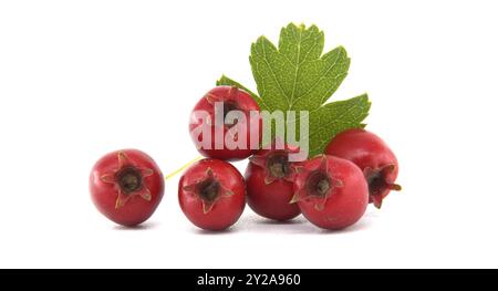 Bacche di biancospino rosso fresco con foglie verdi isolate su sfondo bianco, Crataegus monogyna, per rimedi naturali e supplementi a base di erbe Foto Stock