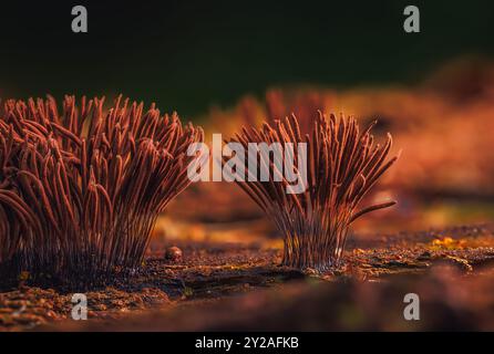 Muffa di melma del tubo di cioccolato - Stemonitis axifera Foto Stock