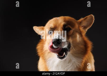 il cane corgi gallese pembroke affamato che lecca le labbra in attesa di un trattamento da parte del proprietario isolato su sfondo scuro Foto Stock