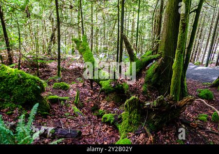 Alberi ricoperti di muschio e legno in decadenza all'interno di una foresta di pini nella British Columbia, Canada Foto Stock