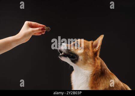 Cane gallese affamato Corgi Pembroke, per una delizia da parte del suo proprietario, isolato in background oscuro, educazione concettuale e addestramento dei cani Foto Stock