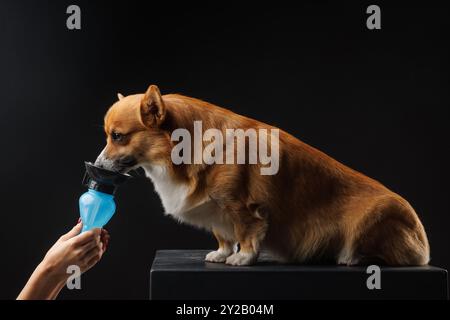 proprietario che dava l'acqua da una ciotola a un cane gallese pembroke corgi su sfondo scuro isolato, concetto di cura degli animali, il cane dissetava Foto Stock