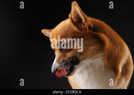 il cane corgi gallese pembroke affamato che lecca le labbra in attesa di un trattamento da parte del proprietario isolato su sfondo scuro Foto Stock