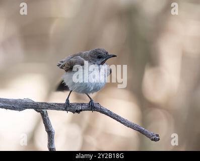 Un Honeyeater bagnato dalla gola Rufosa (Conopophila rufogularis) che si prepara su un ramo, il Lorella Springs Wilderness Park, vicino a Borroloola, Northern te Foto Stock