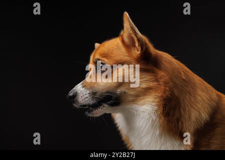 Corgi Pembroke Ritratto gallese. Adorabili e soffici corgi su sfondo nero. Ritratto animale a tasti bassi Foto Stock