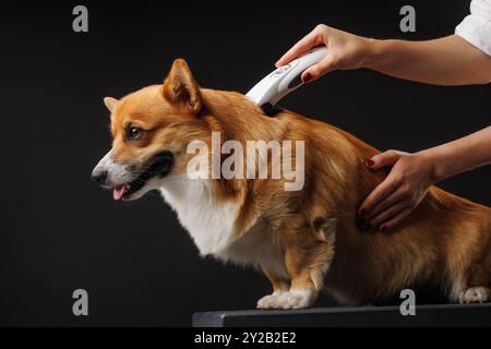 Rifinitore che taglia i capelli di cane gallesi Corgi Pembroke con il regolacapelli su sfondo scuro, concetto di rifinitura dei cani primo piano Foto Stock