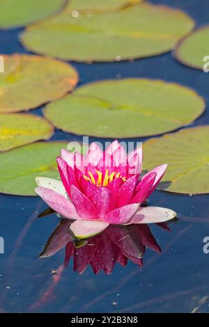 Il primo piano dell'attrazione di nymphaea è una graziosa giglio d'acqua in fiore rosa. Foto Stock