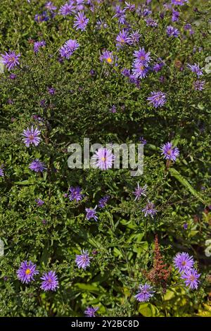 Closeup of symphyotrichum novi-belgii, comunemente chiamato New York aster, è una specie di pianta in fiore. Foto Stock