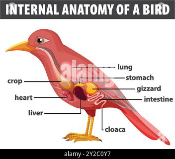 Diagramma dettagliato degli organi interni dell'uccello Illustrazione Vettoriale