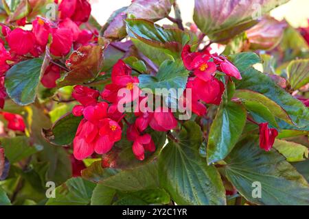 Closeup of begonia semperflorens alson noto come Wax begonia è probabilmente la begonia più coltivata al mondo. Foto Stock