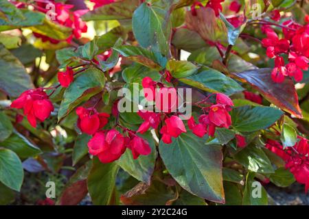 Closeup of begonia semperflorens alson noto come Wax begonia è probabilmente la begonia più coltivata al mondo. Foto Stock