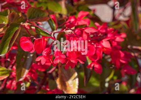 Closeup of begonia semperflorens, noto come Wax begonia, è probabilmente la begonia più coltivata al mondo. Foto Stock