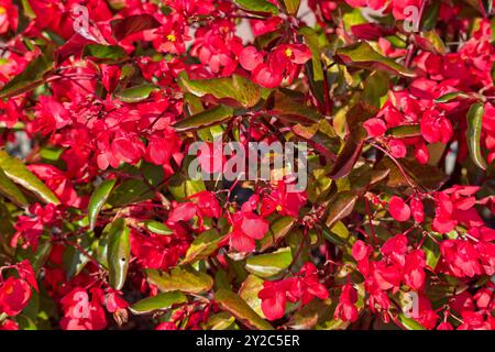 Closeup of begonia semperflorens, noto come Wax begonia, è probabilmente la begonia più coltivata al mondo. Foto Stock