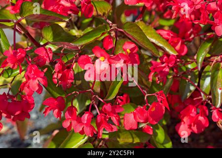 Closeup of begonia semperflorens, noto come Wax begonia, è probabilmente la begonia più coltivata al mondo. Foto Stock