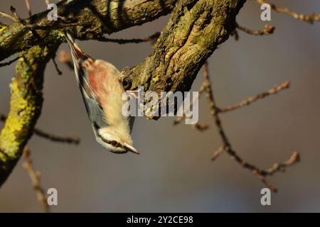 Capovolto picchio muratore Foto Stock