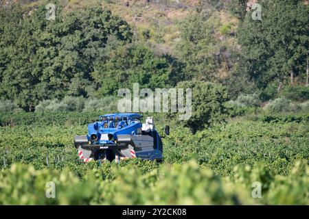 Puyloubier, Francia, 10 settembre 2024. Una macchina per la raccolta dell'uva in azione tra i vigneti panoramici di Puyloubier, la più grande di Bouches-du-Rhône. Situata nel cuore della Provenza, questa regione è famosa per i suoi vini AOC Côtes de Provence Sainte-Victoire. Vendemmia in corso nel sud della Francia, la macchina scivola attraverso filari di vigne lussureggianti, raccogliendo frutta matura destinata a vini di classe mondiale. Crediti: David GABIS/Alamy Live News Foto Stock