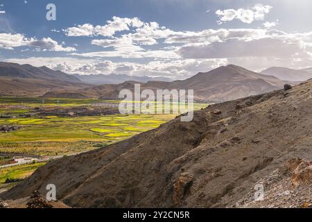 Vista su Sakya e la fioritura dei semi di colza nel Tibet centrale, cielo al tramonto con spazio copia Foto Stock