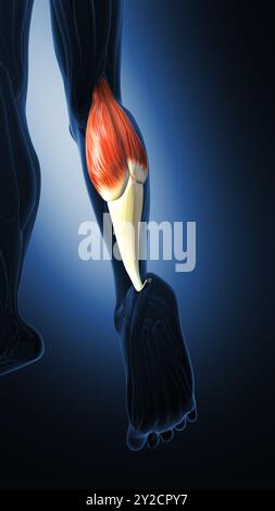 Muscoli di Gastrocnemius nel sistema muscolare umano Foto Stock