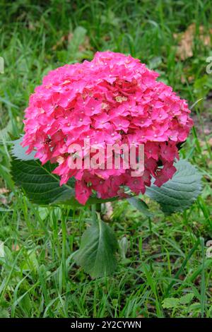 Hydrangea macrophylla in giardino. Fiore rosa in fiore. Bush cresce in un giardino rustico. Giardino del cottage. Foto Stock