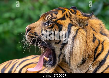 Vista ravvicinata della testa e delle spalle della tigre isolata che sbadiglia, la sua grande lingua allungata dalla bocca aperta. Foto Stock