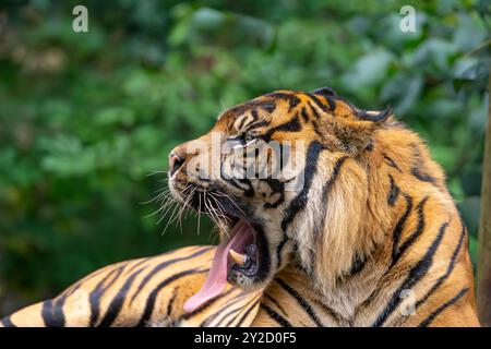 Vista ravvicinata della testa e delle spalle della tigre isolata che sbadiglia, la sua grande lingua allungata dalla bocca aperta. Foto Stock