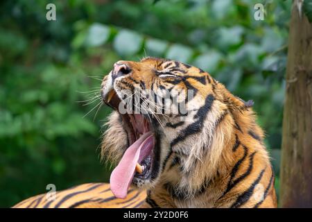 Vista ravvicinata della testa e delle spalle della tigre isolata che sbadiglia, la sua grande lingua allungata dalla bocca aperta. Foto Stock