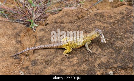 Lucertola di lava (Microlophus albemarlensis) con un insetto catturato, San Cristobal Island, Galapagos Foto Stock