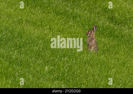 Un solo coniglio selvatico (Oryctolagus cuniculus) sulle sue gambe posteriori in erba lunga. Foto Stock