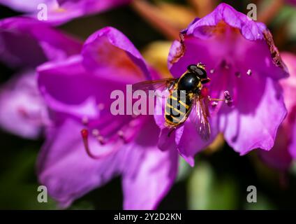 Hoverfly 'Sericomyia silentis' che si nutre del fiore rododendro rosa brillante. Primo piano dell'insetto alato. Wicklow, Irlanda Foto Stock