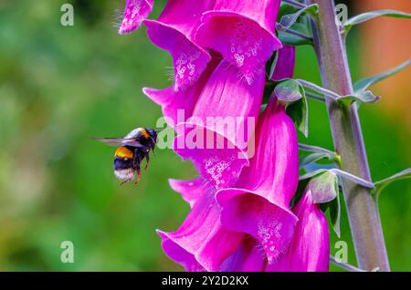 Bumblebee 'Bombus terrestris' dalla coda di buff in volo mentre si nutrono di nettare di fiore Foxglove rosa 'digitalis purpurea'. Wicklow, Irlanda Foto Stock